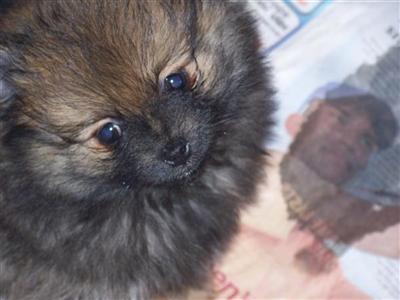 Pomeranian Puppies in FL